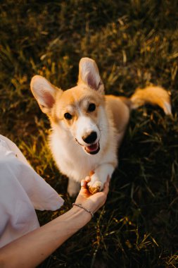 Gün batımında tarlada köpeğiyle oynayan şapkalı ve elbiseli hoş bir kadın. Yeşil çimenli arka planda Corgi köpeği. Kız nazikçe corgi köpeğini okşar. Köpek gezdirme, arkadaşlık. Yaz resmi
