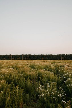 Yaban çiçekleriyle kaplanmış sakin bir tarla, açık mavi bir gökyüzünün altında, yemyeşil bir orman zeminiyle çevrili.