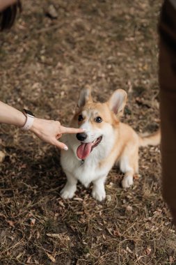 Neşeli ve mutlu bir Corgi, canlı ve doğal bir doğa ortamında eğlenceli ve çekici bir etkileşim içindedir.