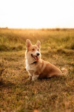 Büyüleyici küçük bir Corgi neşeyle güneşli bir günün tadını çıkarıyor. Güzel bir tarlada, mutluluk ve neşe saçıyor.