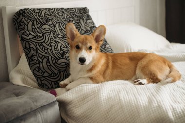 Enfes ve tapılası bir Corgi köpeği rahat bir yatakta uzanıyor, neşeli ve büyüleyici doğasını sergiliyor.