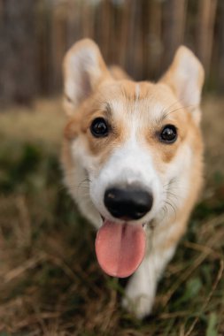 Neşeli Corgi köpeği kameraya bakıyor. Oyuncu Corgi. Şirin evcil köpek..