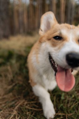 Neşeli Corgi köpeği kameraya bakıyor. Oyuncu Corgi. Şirin evcil köpek..