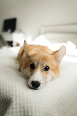 Neşeli Corgi köpeği kameraya bakıyor. Oyuncu Corgi. Şirin evcil köpek..