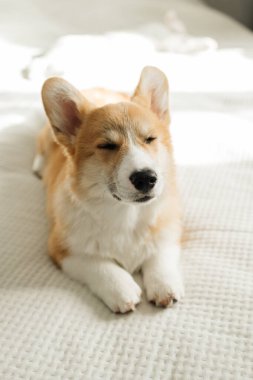 Neşeli Corgi köpeği kameraya bakıyor. Oyuncu Corgi. Şirin evcil köpek..
