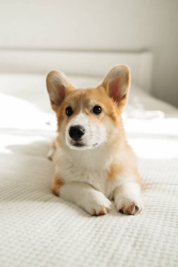 Neşeli Corgi köpeği kameraya bakıyor. Oyuncu Corgi. Şirin evcil köpek..