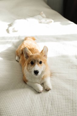 Neşeli Corgi köpeği kameraya bakıyor. Oyuncu Corgi. Şirin evcil köpek..