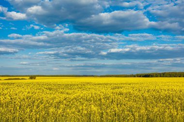 Göz kamaştırıcı bir manzara, tüylü, beyaz bulutlu, mavi gökyüzünün altında canlı sarı bir tarla gösteriyor.