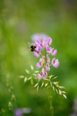 Çevresindeki diğer renkli çiçeklerle çevrili uçsuz bucaksız, yemyeşil bir tarlada canlı bir mor çiçeğin üzerinde sakince oturan bir arı.