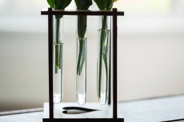 Bir masada, her biri temiz suyla dolu üç test tüpü vardır, düzenli bir düzende yan yana otururlar, izleyenleri davet ederler.