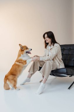 Güzel, şık ve rahat bir stüdyoda, mutlu bir kadın sevimli Corgi 'siyle keyifli bir anı paylaşıyor, evcil hayvan ve sahip olarak sevgi dolu bağlarını vurguluyor.