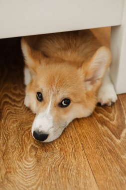 Şirin ve çekici bir Corgi yavrusu, bir mobilya parçasının altında huzur içinde uzanıyor. Oyuncak doğasını ve sevimli özelliklerini sergiliyor.