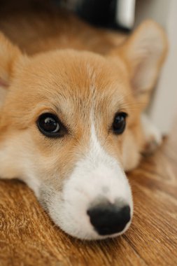Kırsal ahşap zeminde dinlenen bir Galli Corgi 'nin bu büyüleyici yakın çekimi onun neşeli ama sakin tavrını ve dışavurumcu gözlerini, sıcaklığını ve dostluğunu ön plana çıkarıyor.