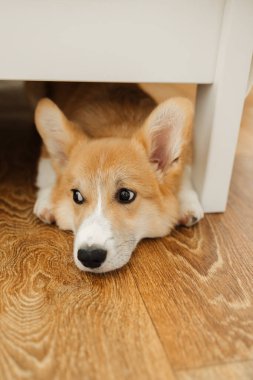 Şirin ve tapılası bir Corgi köpeği çeşitli mobilyaların altında huzurlu bir şekilde dinleniyor, neşeli kişiliğini ve sıcak ve rahat bir ev ortamında inkar edilemez çekiciliğini sergiliyor.