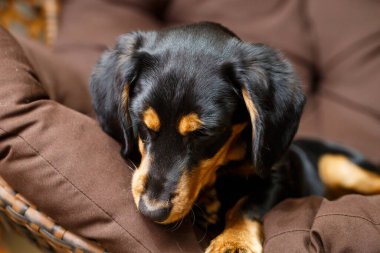 Bu sevimli köpek rahat bir yatakta huzur içinde uyuyor, rahatlıyor ve evcil hayvan arkadaşlığının sevgi dolu bağı hayatımıza neşe ve rahatlık getiriyor.