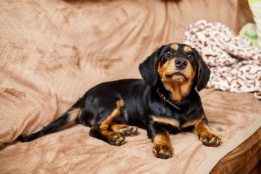 Şirin siyah ve esmer bir köpek rahat ve mutlu bir şekilde rahat bir koltukta rahatlar, neşeli ama rahat tavrını sergiler, onu evcil hayvan fotoğrafçıları için mükemmel bir konu yapar.