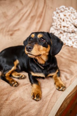Çekici, siyah ve esmer bir köpek, rahat, rahat bir kanepede dinleniyor. Evinin rahat atmosferinin tadını çıkarırken, dostça bir tavır sergiliyor.