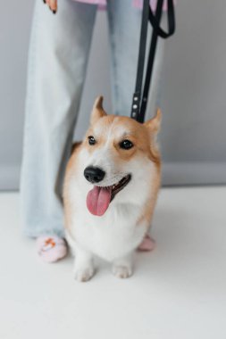 Neşeli bir Corgi, sevgi dolu sahibinin yanında durur ve evcil hayvanlarla insanları arasında sıcak, davetkar bir açık hava ortamında oluşan güzel ve neşeli bağı gözler önüne serer.