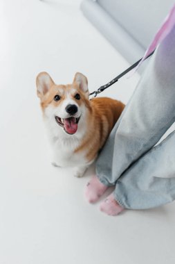 Neşeli bir Corgi, sevgili sahibine heyecanlı bir şekilde bakar. Parlak, minimalist bir zeminde durur. Sıcak bir atmosferde gerçekten yürek ısıtan ve dokunaklı bir an yaratır.