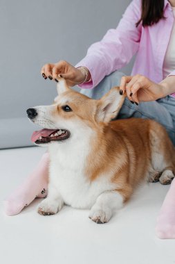 Neşeli bir Corgi, sevgi dolu sahibi tarafından neşeyle eğitilmek sıcak, sevgi ve mutlulukla dolu kapalı bir alanda sevgi dolu bağlarını gösteriyor.