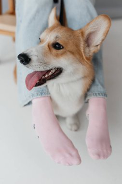 Dili açık şakacı bir Corgi canlı pembe çoraplı bir insanın yanında oturuyor, neşeli bir evcil hayvan anı ve evcil hayvanlarla sahipleri arasındaki özel bağı gösteriyor.