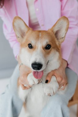 Neşeli bir Corgi, sevgi dolu sahibi tarafından sıcak bir evde tutulur. Bu samimi ana tanıklık eden herkese mutluluk ve hoş bir yoldaşlık yayar.