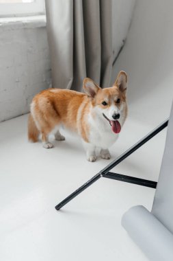 Kabarık kürklü neşeli bir Corgi minimalist bir arka plana karşı duruyor, neşeli kişiliğini kapalı bir ortamda sergiliyor, rahatlamak ve eğlenmek için ideal.