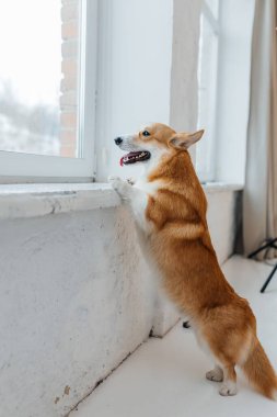 Neşeli, pofuduk bir Corgi arka ayakları üzerinde durur, merak uyandırıcı bir şekilde pencereden dışarı bakar. Cazibe, sıcaklık ve enfes dekorlarla dolu bir oda.
