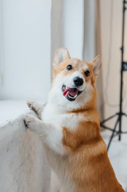 Neşeli bir Corgi neşeli bir şekilde parlak ve renkli bir yüzey üzerinde duruyor, sevimli ve canlı kişiliğiyle birlikte tüylü, yumuşak tüylü, kapalı bir atmosferde.