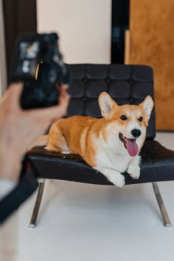Neşeli, tombul bir Corgi modern bir sandalyede uzanır, neşeli kişiliğini neşe içinde sergiler. Çekim sırasında onun sevimli tavırlarını ve şakacı doğasını yakalar.