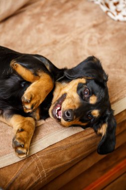 Neşeli siyah ve esmer köpek, neşeli mizacını, benzersiz özelliklerini ve neşe dolu tavırlarını sergileyerek rahat koltukta rahatlar.