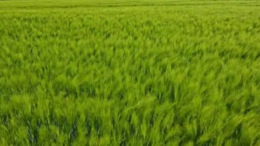 Buğdaylı büyük bir tarla. Tarlada yeşil buğday başakları. Baharda tarlada olgunlaşan yeşil çavdar tohumu..