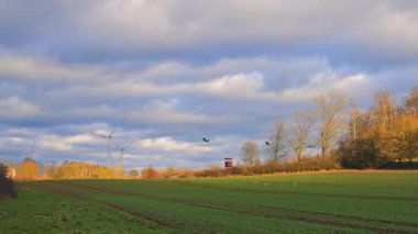 Yaban ördekleri yeşil tarlanın üzerinden gökyüzünde uçtu. Kuşlar gökyüzünde görkemli bir şekilde uçar..