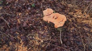 Testereyle kesilen büyük bir ağaçtan yeni kesilmiş bir kütük. Ormanların yok edilmesi. Çevreye zarar.