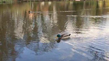 Ördekler büyük bir gölde yüzerler. Vahşi bir ördek açık havada bir nehirde yüzer..