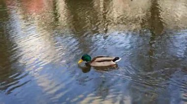 Ördekler büyük bir gölde yüzerler. Vahşi bir ördek açık havada bir nehirde yüzer..