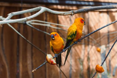 İki güzel ve renkli güneş konvoyu, huzurlu ve huzurlu bir doğal ortamda, dallara tünemiş, kuş doğasının inanılmaz güzelliğini sergiliyor.