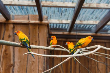 Sakin ve huzurlu bir kuşhanede, güneş konserveleri çeşitli dallarda rahatlarken görülebilir, güzel doğal ortamların ortasında canlı tüylerini ve enerjik doğalarını sergileyebilirler.