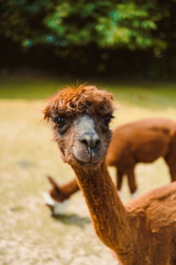 Şık bir saç stiline sahip büyüleyici bir alpaka canlı yeşil bir arka plana karşı duruyor ve bu tüylü hayvanların doğal ortamlarındaki enfes cazibesini gösteriyor.
