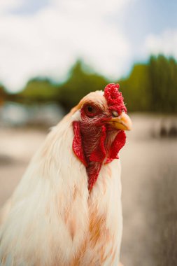 Bu yakın plan, canlı kırmızı bir tarakla çarpıcı beyaz bir tavuğu vurguluyor. Çiftlik hayatının özünü yakalıyor ve kırsal bir alanda doğanın güzelliğini yakalıyor.