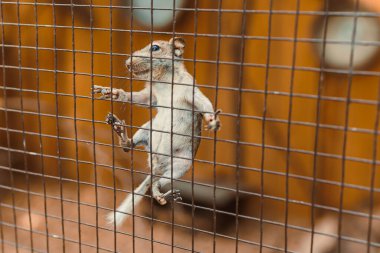 Şehir ortamında, canlı bir sincap ustalıkla metal bir kafese tırmanıyor, doğanın insan aktivitesiyle buluştuğu bir ortamda olağanüstü çevikliğini sergiliyor.