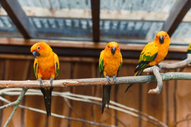 Canlı turuncu ve yeşil tüylerini sergileyen üç parlak renkli papağan, etraflarındaki gür ve canlı tropikal ortamda sakin bir şekilde kalın bir dalda oturuyorlar.