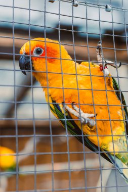 Göz kamaştırıcı ve canlı bir güneş konservesi canlı turuncu ve yeşil tüylerini gururla gösterirken renkli ve canlı bir kuşhane ortamında parmaklıkların arkasında zarif bir şekilde tünemiş.