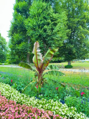 Canlı bir bahçede, çarpıcı bir tropikal bitki renkli pembe ve beyaz çiçeklerin arasında duruyor, rahatlamayı ve huzuru davet eden sakin bir açık hava ortamı yaratıyor.