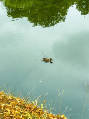Sakin bir gölette süzülen bir ördeğin yer aldığı huzurlu bir manzara, sonbahar yapraklarını ve ağaçları yansıtıyor, doğanın güzelliğini yansıtıyor.