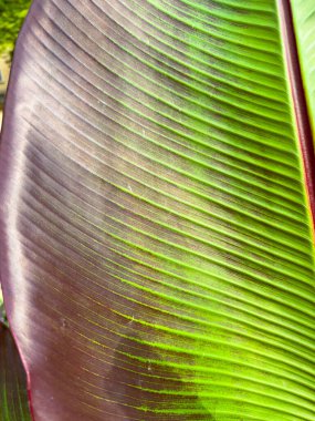 Bu çarpıcı yakın plan fotoğraf canlı bir tropikal yaprağı vurguluyor, zengin yeşilliklerini sergiliyor, mor kenarları vurguluyor, ve karmaşık dokuları, sanatsal doğayı kutluyor.