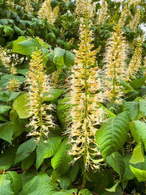 Heybetli Kestane Ağacı sergileniyor. Şelaleler çağlayan yeşil yapraklarla çevrili çiçek dikenleriyle sergileniyor. Renkli bir manzara yaratıyor.