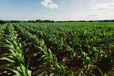 Güneşli bir gökyüzü altında canlı bir mısır tarlası tarım güzelliğini sergiliyor, zengin renkler, yemyeşil ve çeşitli dokularla dolu verimli bir hasat vaat ediyor.