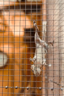 Meraklı ve oyuncu bir sincap, doğal yaşam alanı ve çevresindeki olağanüstü çevikliğini ve benzersiz duruşunu sergileyerek tel örgü kafesinde baş aşağı asılı duruyor.