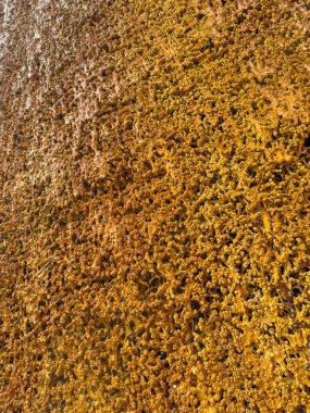 Bu yakın plan paslı altın tonları olan dokulu bir yüzeyi gösteriyor. Doğal desenleri ve çürümenin ve güzelliğin özünü yakalayan karmaşık detayları vurguluyor.